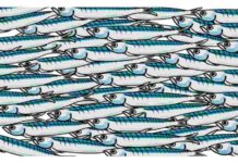 sardine