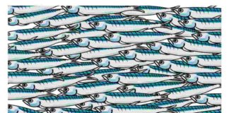 sardine