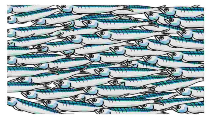 sardine